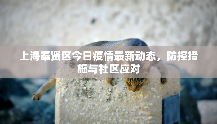 上海奉贤区今日疫情最新动态，防控措施与社区应对